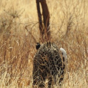 Samburu National Reserve