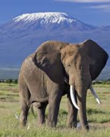 Mount Kilimanjaro Climbing