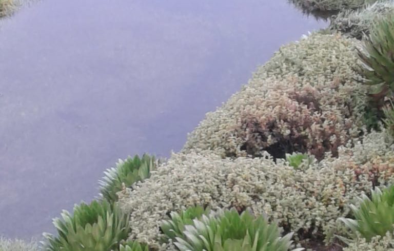 Climbing mount Kenya